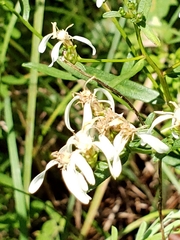 Sericocarpus linifolius