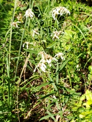 Sericocarpus linifolius