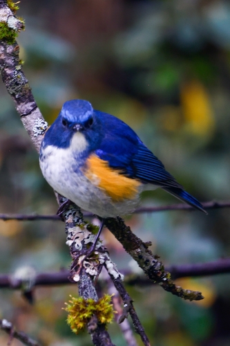 Himalayan Bluetail (Tarsiger rufilatus), photo 9
