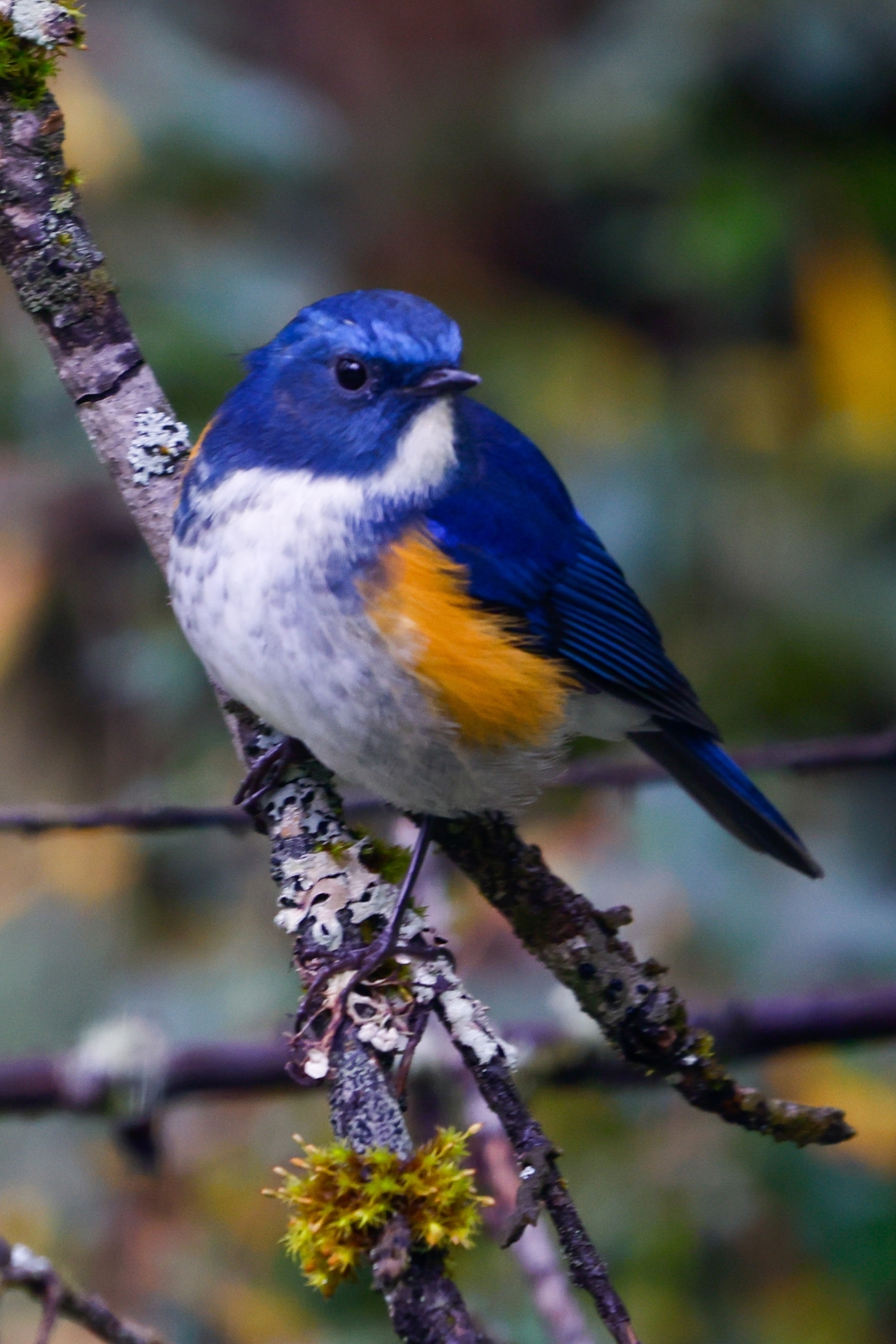 Himalayan Bluetail