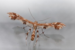 Geina periscelidactylus