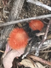 Dasymutilla californica