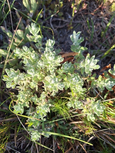 Image of Helichrysum dasyanthum by (c) Adele SL, some rights reserved (CC BY)