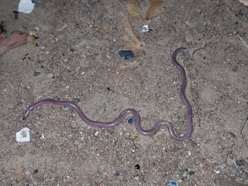 Photo of a Long-tailed Thread Snake (Myriopholis longicauda)