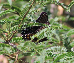 Limenitis arthemis arizonensis