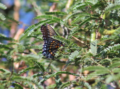 Limenitis arthemis arizonensis
