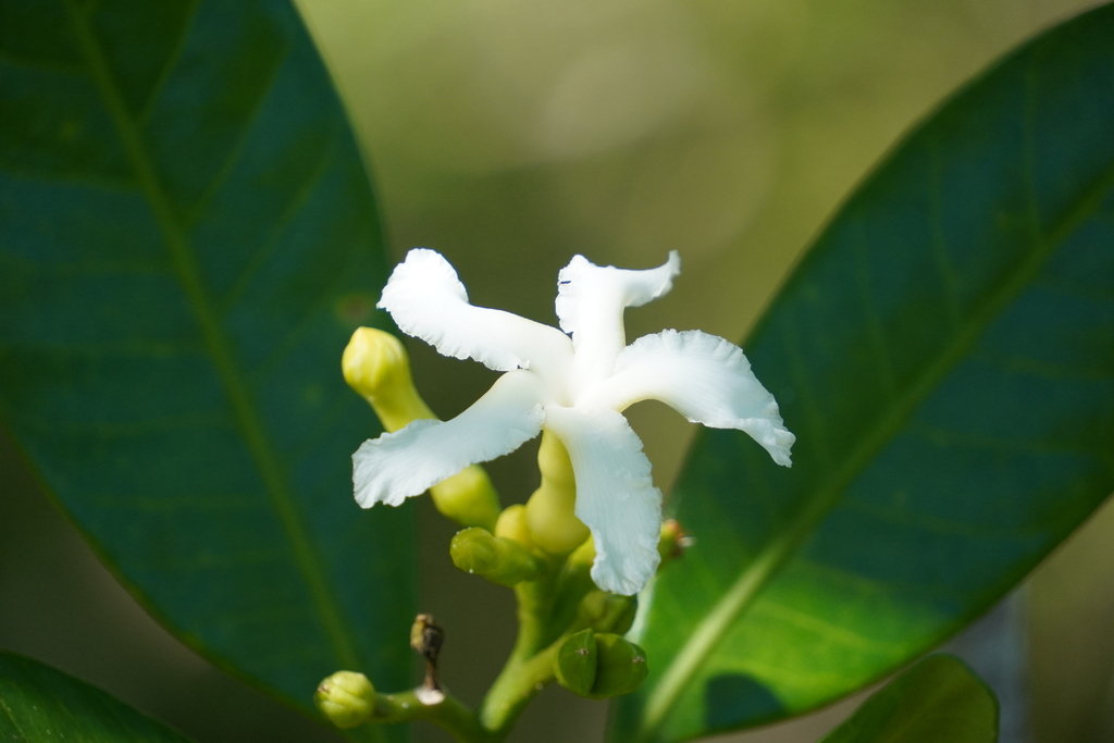 Tabernaemontana cerifera