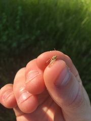 Adelphocoris lineolatus