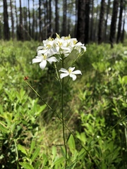 Sabatia difformis