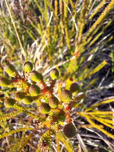 Berzelia abrotanoides