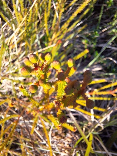 Berzelia abrotanoides, photograph 1