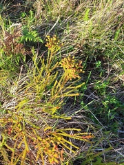 Berzelia abrotanoides, photograph Adele SL, CC BY, iNaturalist via GBIF