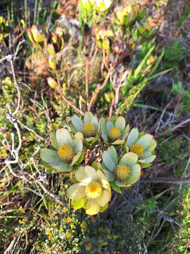 Cloudbank Jenny (Leucadendron discolor)