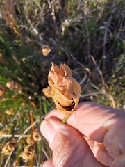 Elegia stipularis, photograph (c) Adele SL, some rights reserved (CC BY)