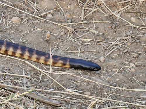 Black-headed Python sighting