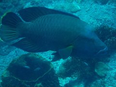 Napoleon wrasse