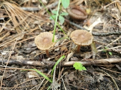 Inocybe subradiata