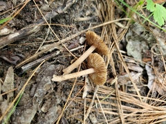 Inocybe subradiata