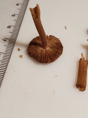 Inocybe subradiata