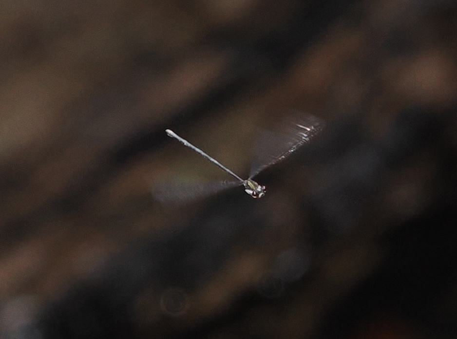 Prodasineura tenebricosa