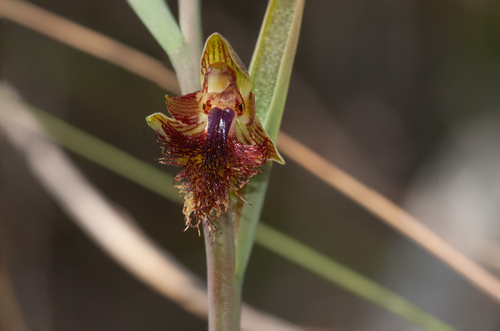 Mountain beard orchid (Calochilus montanus)