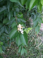 Lonicera maackii