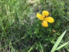 Rhexia lutea