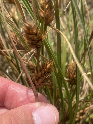 Carex hordeistichos, photograph 2