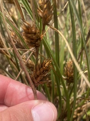 Carex hordeistichos, photograph (c) Илья Руденко, some rights reserved (CC BY)