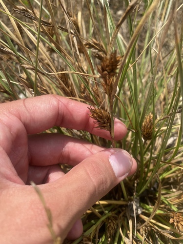 Barley sedge (Carex hordeistichos)