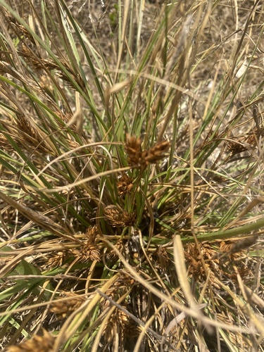 Carex hordeistichos, photograph 3
