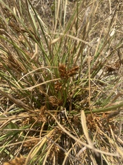 Carex hordeistichos, photograph (c) Илья Руденко, some rights reserved (CC BY)