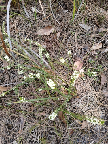 Image of Acacia hastulata by (c) naturewatchwidow, some rights reserved (CC BY)