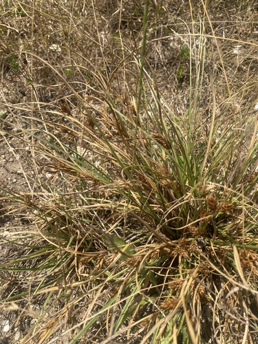 Carex hordeistichos, photograph 4