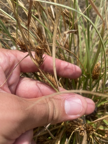 Image of Carex hordeistichos by (c) Илья Руденко, some rights reserved (CC BY)