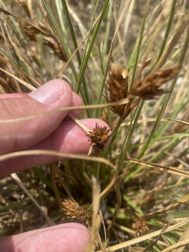 Image of Carex hordeistichos by (c) Илья Руденко, some rights reserved (CC BY)