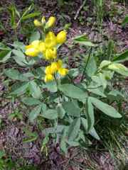 Thermopsis montana