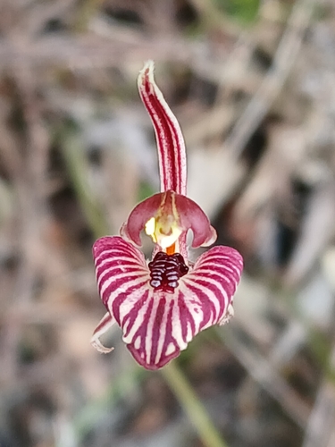 Image of Caladenia cairnsiana by (c) naturewatchwidow, some rights reserved (CC BY)