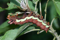 Citheronia beledonon