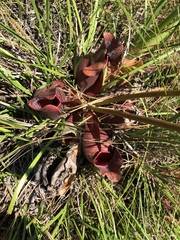 Sarracenia purpurea venosa