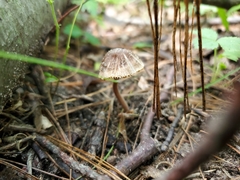 Inocybe subradiata