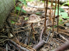 Inocybe subradiata