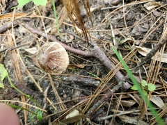 Inocybe subradiata