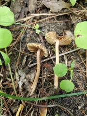 Inocybe subradiata
