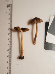 Inocybe subradiata