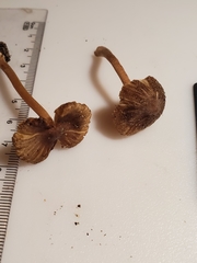 Inocybe subradiata