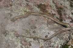 Thamnophis errans