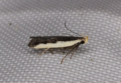 Toothed Dichomeris Moth