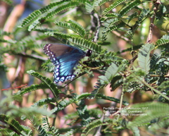 Limenitis arthemis arizonensis