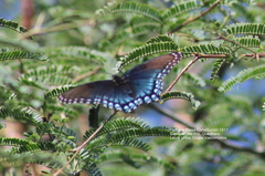 Limenitis arthemis arizonensis